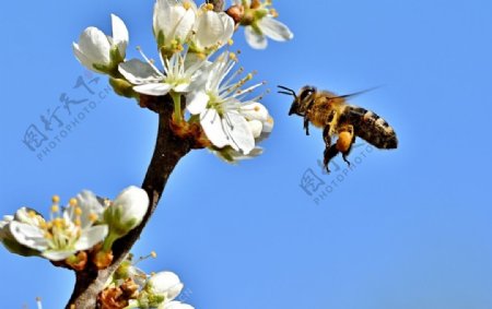 小蜜蜂圖片