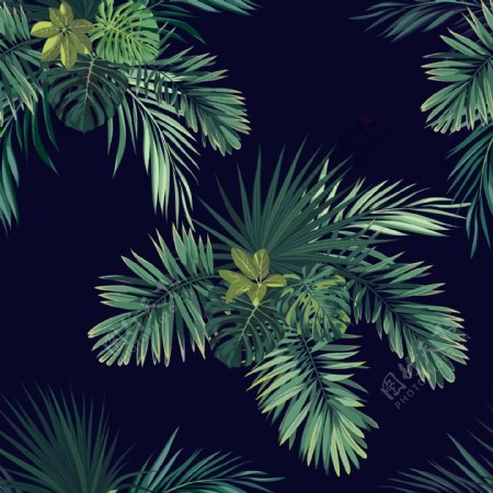 热带植物图片