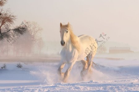 雪地奔跑的白马图片