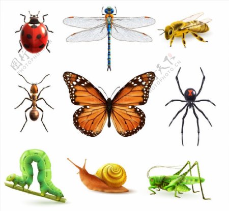 昆虫设计矢量图片