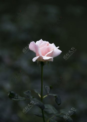 一朵玫瑰图片