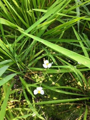 稻田里的小花图片