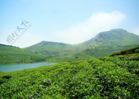 嵛山岛有机茶生产基地图片