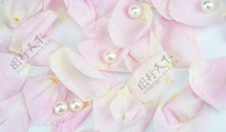 唯美粉色玫瑰花瓣圖片