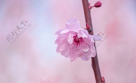 枝头上一朵美丽的粉色海棠图片