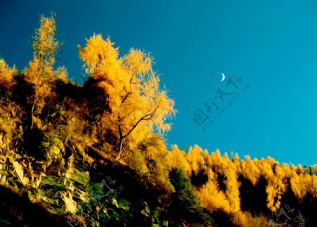 秋天月亮风景油画图片