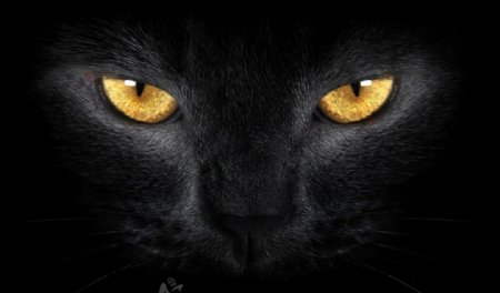 黑色猫图片