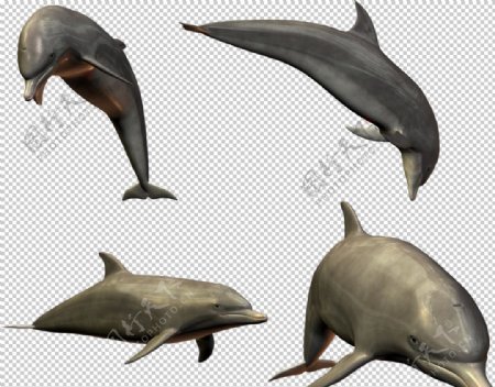 海豚图片