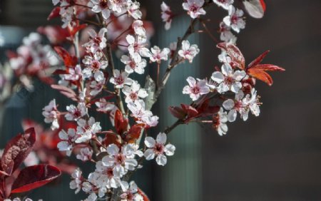 园林花灌木紫叶李图片
