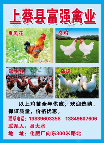 禽业海报