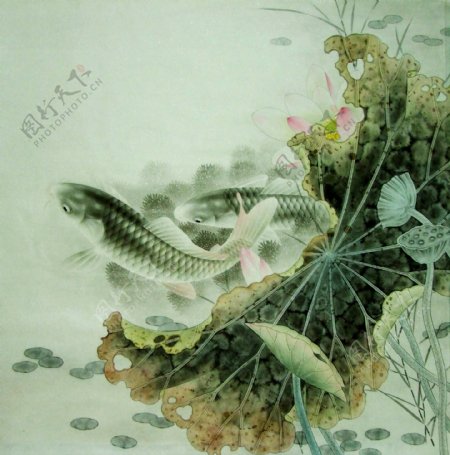 莲花鲤鱼图片