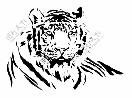 两只老虎的黑色和白色