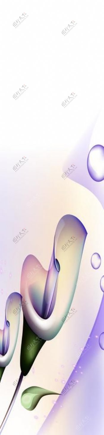 紫色百合图片