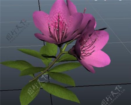 花蕾花束游戏模型
