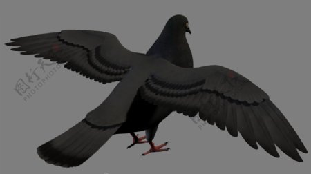 燕子模型