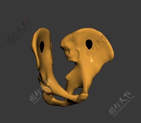 人体髋骨3DMAX模型