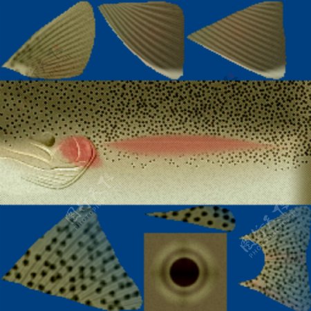 动物鱼类3d模型动植物模型免费下载动植物3d模型2