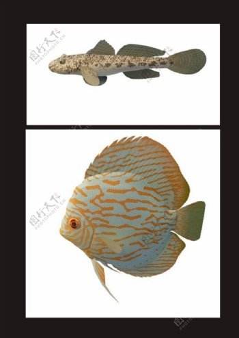 热带鱼墨鱼3d模型