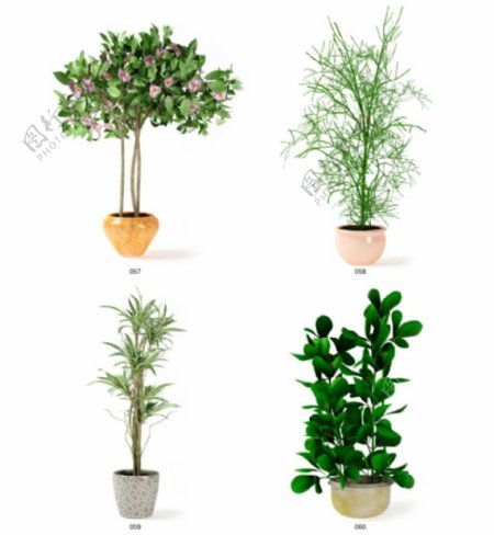 盆栽植物