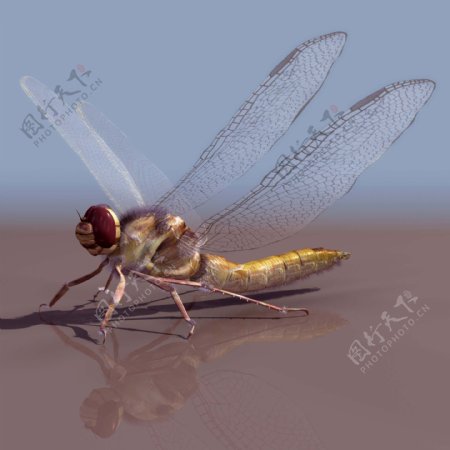 CBDIABLO蜻蜓模型01
