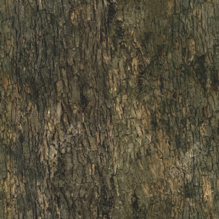 高精细栎树Quercuspetraeatree带贴图