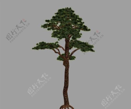 松树pine01