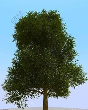 高精细榆树模型elmtree04