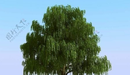 高精细杨柳树模型willow06