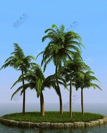 高精细椰子树coconutpalm01