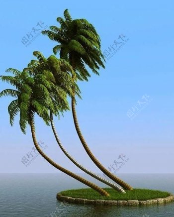 被风吹后的椰子树coconutpalm05wind