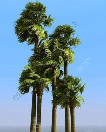 被风吹后的椰子树棕榈树palmyrapalm01wind