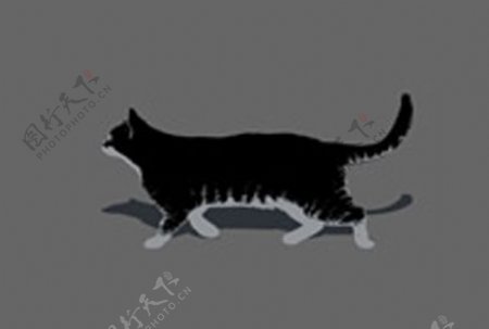 跑步的黑猫flash动画