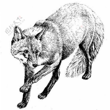 位图动物狐狸色彩艺术效果免费素材