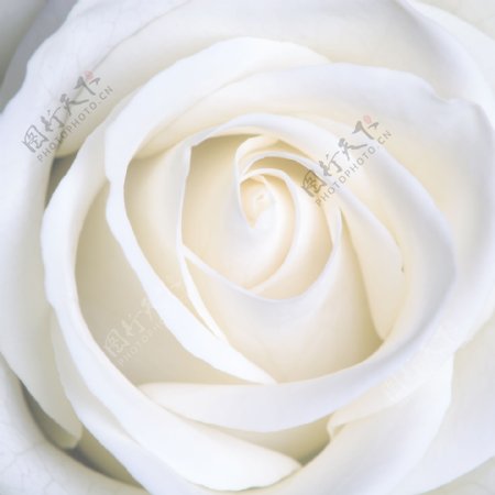 白色玫瑰花背景图片
