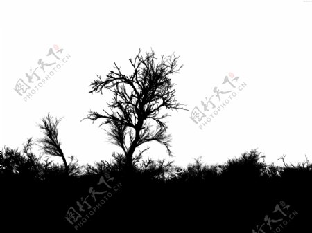 死亡的象征黑白枯树背景图片