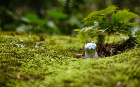 绿茶草地上的微笑瓷猫