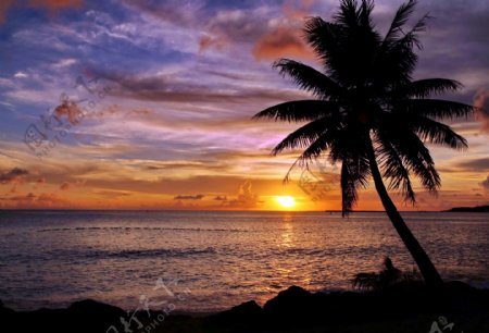 黄昏下的椰树图片