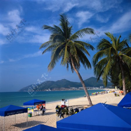 海景海滩椰子树图片