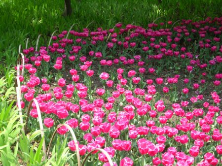 郁金香花丛图片