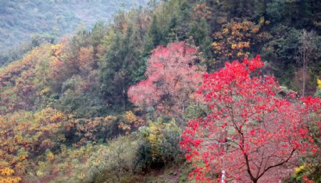 秋天风景红色枫叶图片