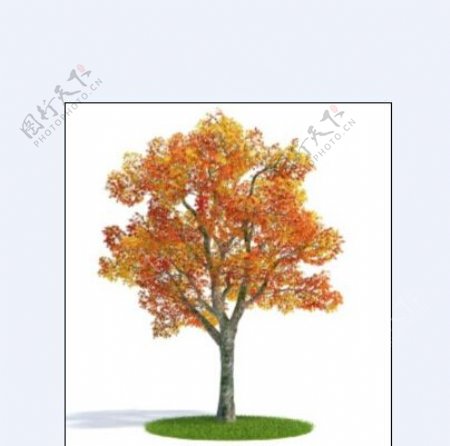 秋天树叶3D模型