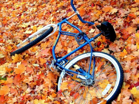 落叶下的单车
