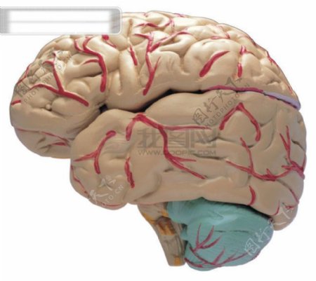 人体器官大脑医学人体器官图片高清图片素材