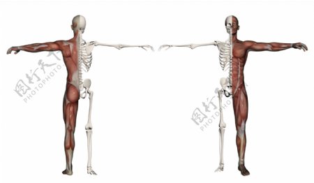 一个男人人体肌肉和骨骼