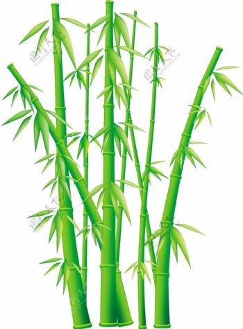 翠绿的竹子矢量图下载