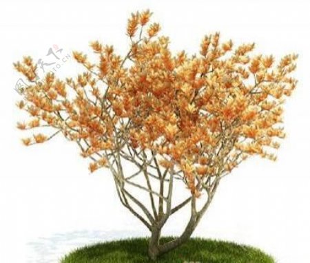 国外精品植物树木灌木3D模型55套5