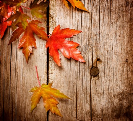 木板上的秋天树叶特写摄影高清图片