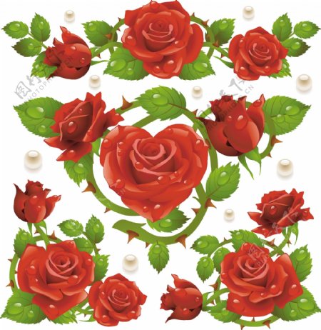 鲜艳红玫瑰矢量图