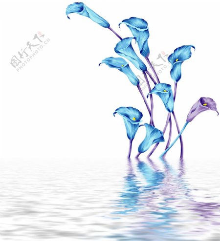 水中蓝色花卉倒影图