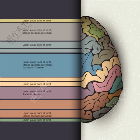 人类大脑的概念